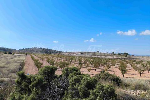 Helårsgrund i Jumilla, Murcia, Jumilla - € 29.900 | Ref: SF0544 - foto 5
